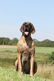 DOGUE ALLEMAND 056